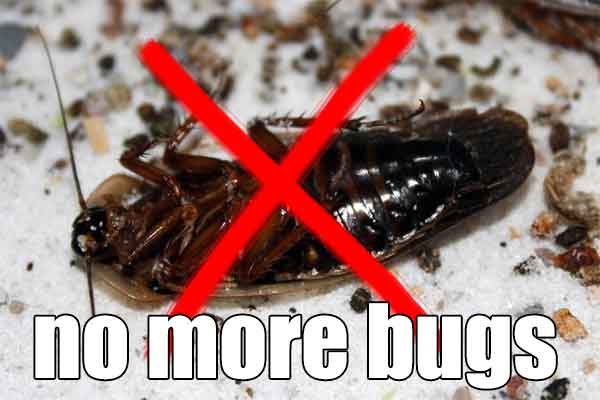 no more bugs!