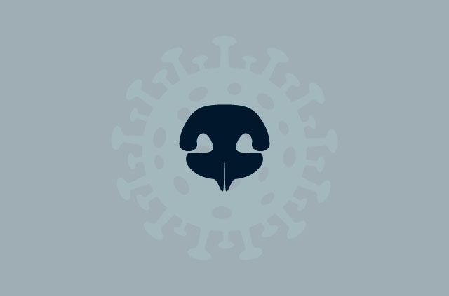 Dog's nose over a coronavirus particle.